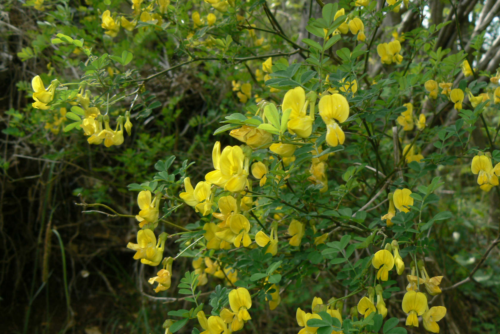 Emerus major (=Coronilla emerus) / Cornetta dondolina